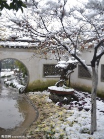 雪中腊梅