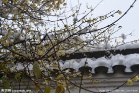雪中腊梅