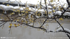 雪中腊梅