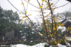 雪中腊梅
