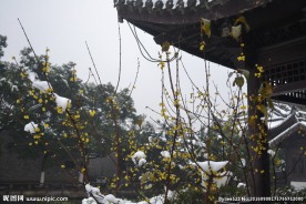 雪中腊梅