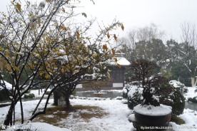 雪中腊梅