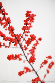 红色的野果