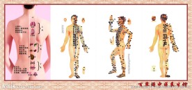 人体经络图