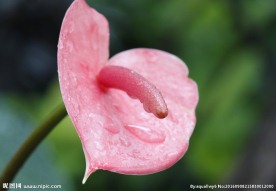 红色高清花蕊图片