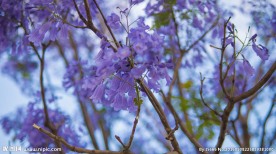 蓝花楹