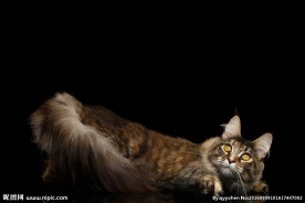 世界名猫