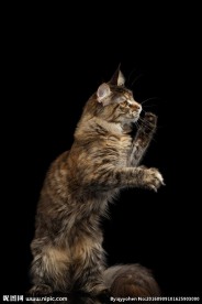世界名猫