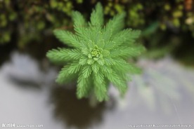 狐尾藻