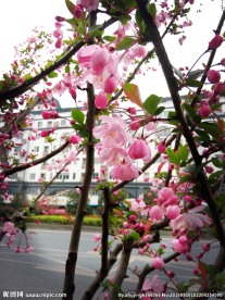 粉红花朵