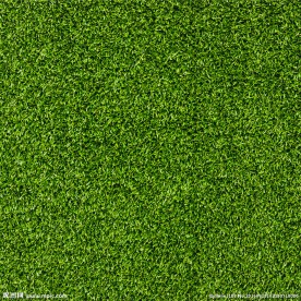 茂盛的绿色草地