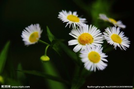 雏菊