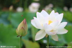 盛放的白莲花