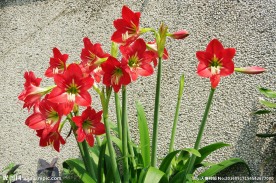 红花朱顶