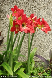 朱顶红花