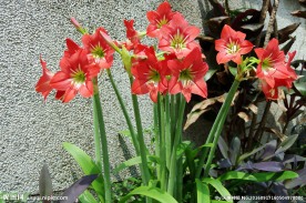 朱顶红花