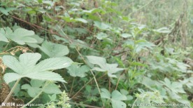 绿色花草