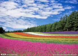 北海道花海图片