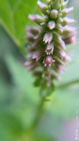 藿香花