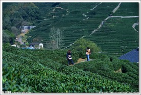 龙井茶乡