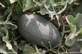 新疆伽师瓜 哈密瓜 本地