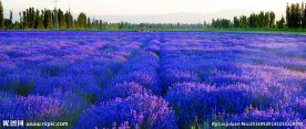 鲜花遍地