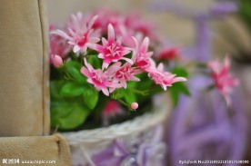 杜鹃花