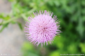 花卉