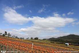 茶溪谷四季花田