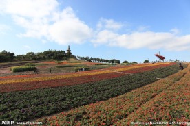 茶溪谷四季花田