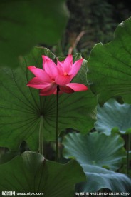 玉环