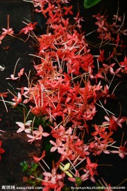 凋零的花