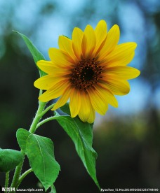 向日葵 花草 花卉