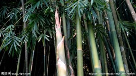 竹笋视频