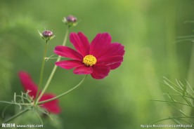 格桑花