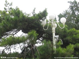 松树