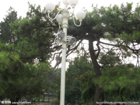松树