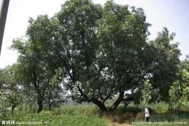 百年老核桃树图片