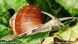蜗牛