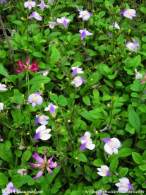 草籽花