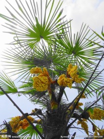 棕树花