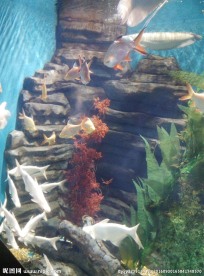 海洋馆