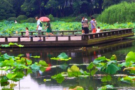 荷园赏荷