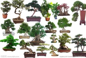 盆景配景植物大全