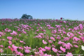 波斯菊