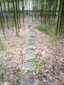 林间小道