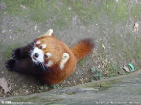 小动物 浣熊 猫