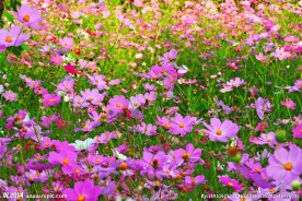格桑花