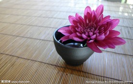 睡莲图片