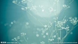花朵绿色屏保